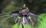 The Bat Flower